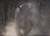 charging rhino - photo/picture definition - charging rhino word and phrase image