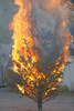burning tree - photo/picture definition - burning tree word and phrase image
