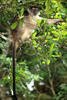 red colobus - photo/picture definition - red colobus word and phrase image