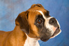 fawn boxer - photo/picture definition - fawn boxer word and phrase image