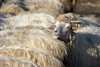 livestock farm - photo/picture definition - livestock farm word and phrase image
