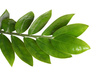 zamioculcas branch - photo/picture definition - zamioculcas branch word and phrase image