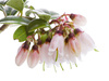cowberry blossom - photo/picture definition - cowberry blossom word and phrase image